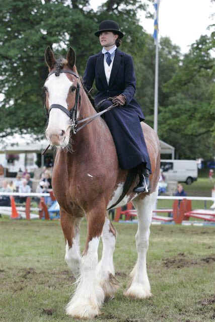 http://www.clydesdalehorses.co.uk/images/Clydesdale%20side%20saddle.JPG