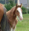 clydesdale_foal.jpg (31689 bytes)