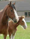 mare_and_foal.jpg (37375 bytes)